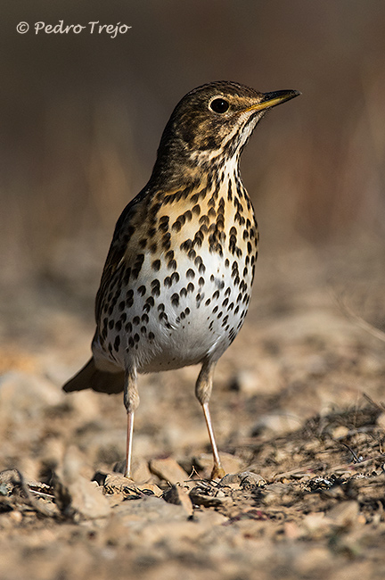 Zorzal común (Turdus philomelos)